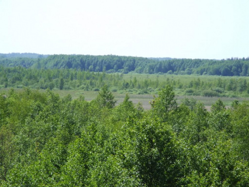 rzeka Biebrza i punkt widokowy na Biebrzański Park Narodowy. jak to opisał kol Siwy "zaj... morze zieleni"