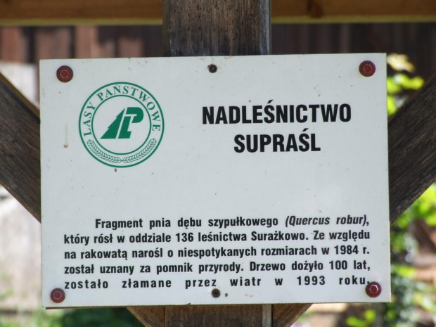 w drodze na Supraść malownicze wioski i pamiątki po zjawiskoych drzewach Puszczy Knyszyńskiej