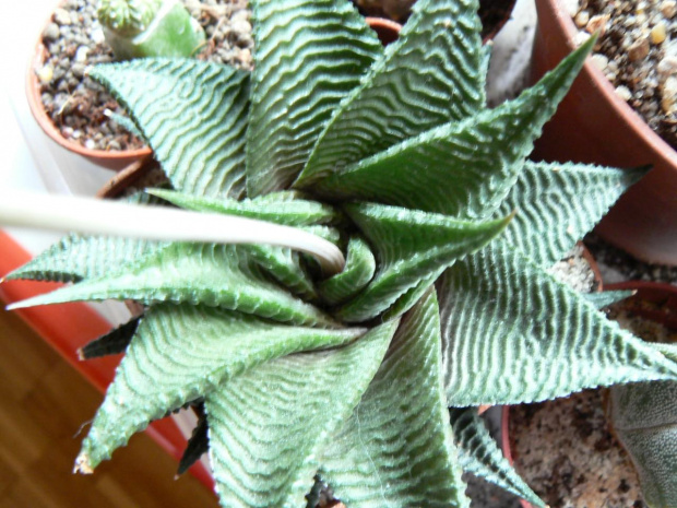 haworthia limifolia