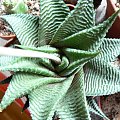 haworthia limifolia