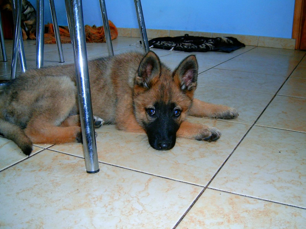 Mój nowy pies ma 7 tygodni. Rasa to owczarek niemiecki #dog #mlody #OwczarekNiemiecki #pies #piesek #rasa #rasowy #rodowód #suczka #szczeniak
