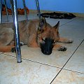 Mój nowy pies ma 7 tygodni. Rasa to owczarek niemiecki #dog #mlody #OwczarekNiemiecki #pies #piesek #rasa #rasowy #rodowód #suczka #szczeniak