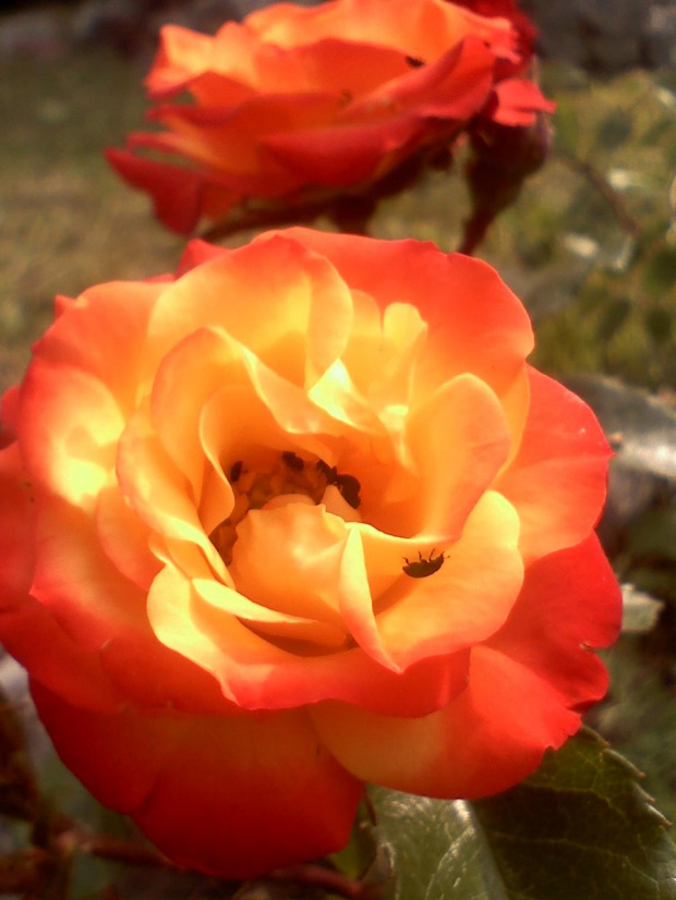różyczka w moich ulubionych kolorach #kwiaty