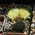 Astrophytum asterias