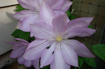 moje powojniki (clematis) #clematis #powojnik #ogrod #hobby #Toronto
