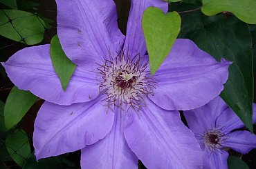 moje powojniki (clematis) #clematis #powojnik #ogrod #hobby #Toronto