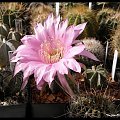 316.Echinopsis hybryda