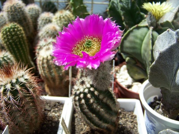 Echinocereus purpureus