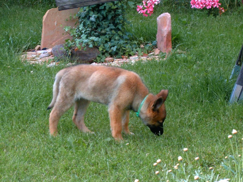 Owczarek niemiecki długowłosy. #dog #mlody #OwczarekNiemiecki #pies #piesek #rasa #rasowy #rodowod #suczka #szczeniak