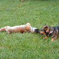 zabawa psów(prawie jak walka)5 #dog #mlody #OwczarekNiemiecki #pies #piesek #rasa #rasowy #rodowod #suczka #szczeniak #kundel #zabawa #walka #zlosc #rodzina #glupota #miki #szczur