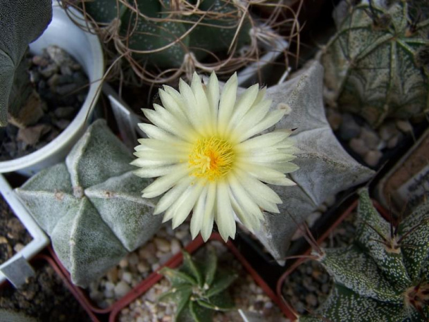 Astrophytum myriostigma