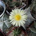 Astrophytum myriostigma