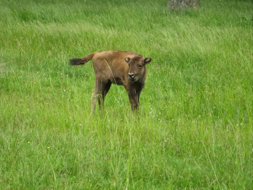 Białowieża, 2008.06 #Białowieża