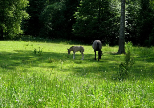 Białowieża