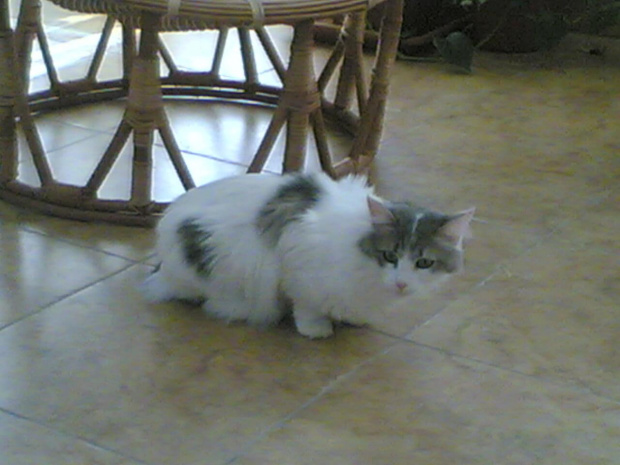 Turkish Angora