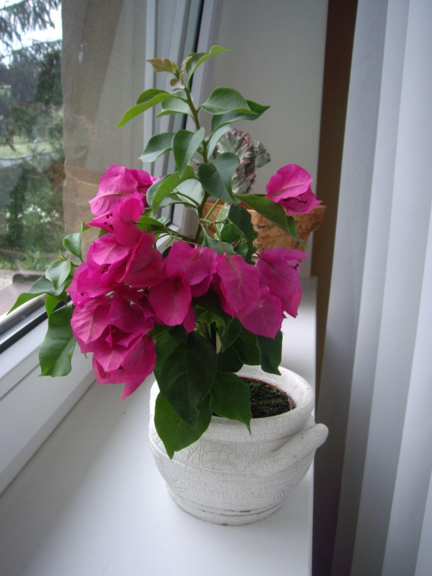 bougainvillea