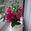 bougainvillea