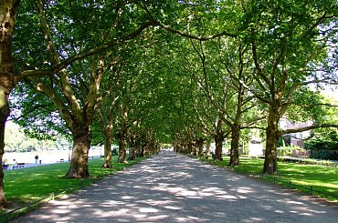 Szczecin - alejka platanów #alejka #platany #drzewa #ścieżka #szczecin
