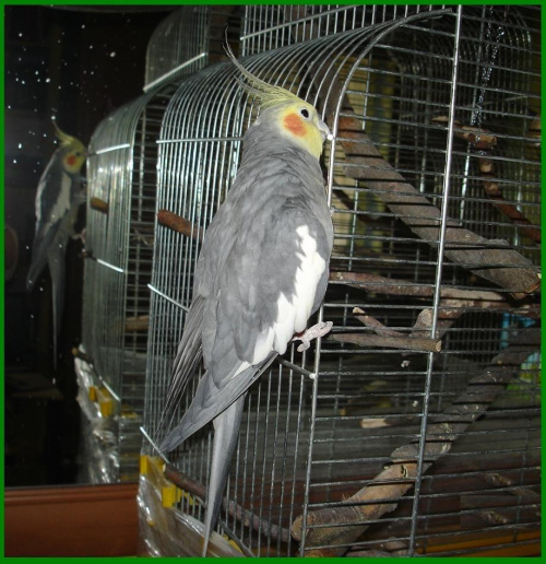 Papuga nimfa