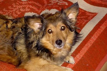 Lineczka :)) #Linka #Lina #KochanyPies #piesek #Lineczka