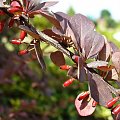 Chyba berberys #Rośliny #las #kwiaty #przyroda #flora #fauna #botanika #łąka