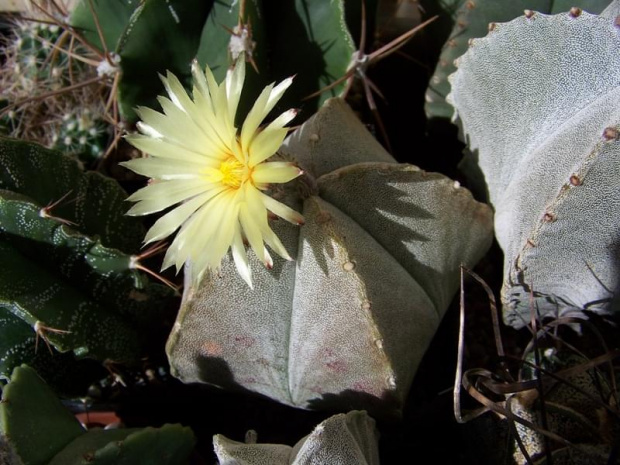 Astrophytum myriostigma