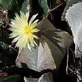 Astrophytum myriostigma