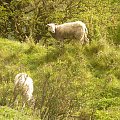 #bornholm #dania #zwierzęta #owce