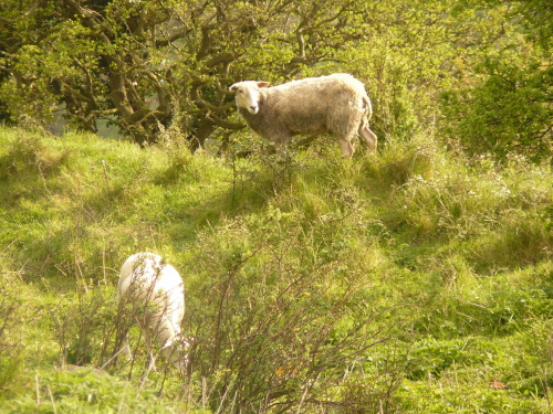 #bornholm #dania #zwierzęta #owce