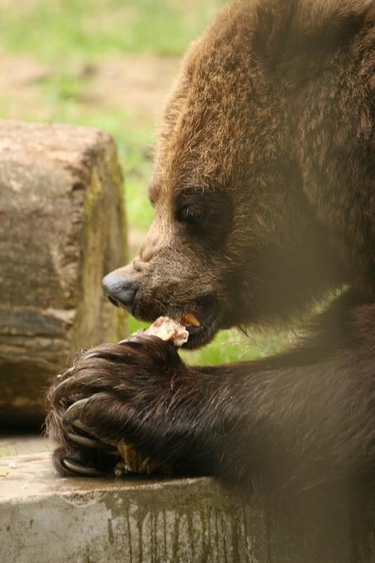 bydgoszcz zoo