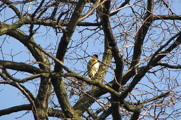 Dzięcioł zielony #dzięcioł