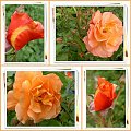 Jedna z najpiękniejszych róż - Westerland! #róże #WOgrodzie #piękno #Westerland