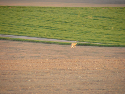 Biegacz na łące :) #bornholm #dania #pole #łąka #zając #królik