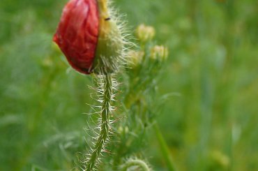 Mały cud natury... #mak #pola #parzniewskie #przyroda #kwiaty