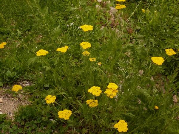 Kwiaty żółte #dom #kwiaty #ogród #widok