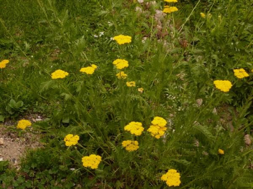 Kwiaty żółte #dom #kwiaty #ogród #widok