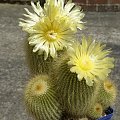 Notocactus leninghausii