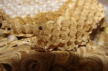 unicestwione #osa #osy #gniazdo #GniazdoOs