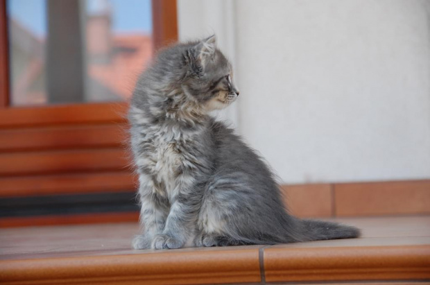 Zdjęcia koteczki syberyjskiej Landrynki - 8 i 9 tygodni