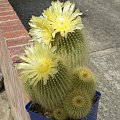 Notocactus leninghausii