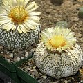 Astrophytum asterias cv supercabuto