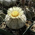 Astrophytum asterias cv supercabuto