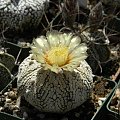 Astrophytum asterias cv supercabuto