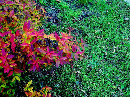 jesienny krzew #jesień #krzew #przyroda