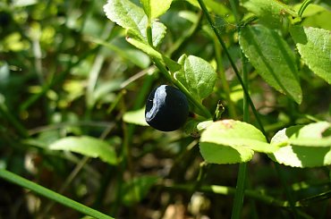 Jagoda #jagoda #owoce #las #natura #piękno #przyroda #flora #fauna