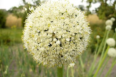 Ot duża cebula :] #cebula #ogród #działa #warzywa #rośliny