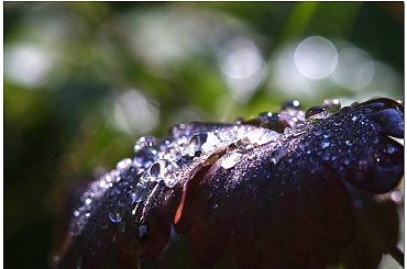 #krople #makro #natura #woda