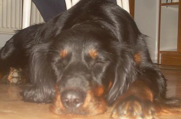 #seter #szkocki #gordon