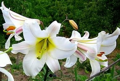 lilium regale