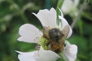 Zapylanie ;) #pszczoła